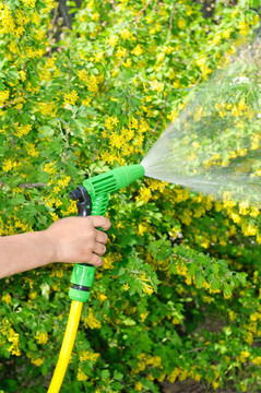 用軟管給花園澆水