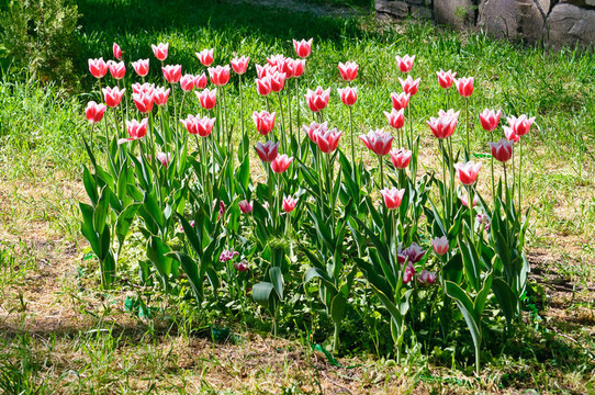 郁金香前花園