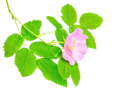 薔薇科單枝薔薇花和綠花。白色背景孤立。