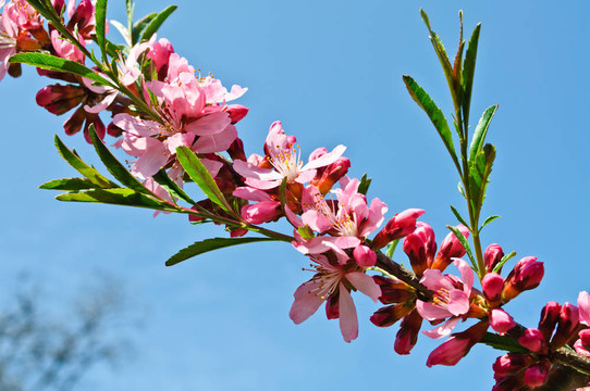 開(kāi)花的果樹(shù)