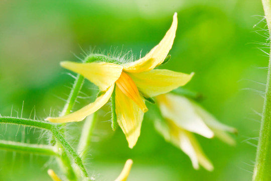 番茄花。