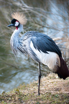 黑冠鶴（lat. Balearica pavonina）