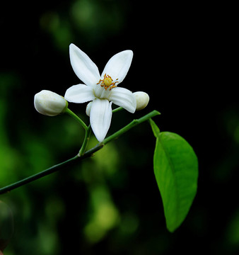 橙色的花