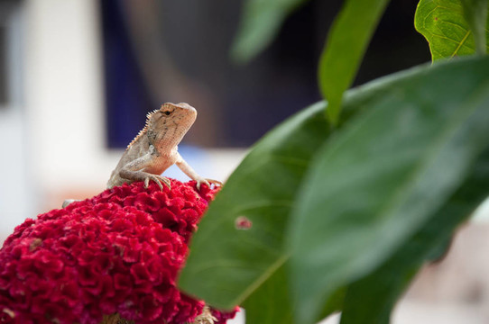 樹蜥對雞冠花