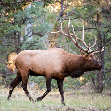 騾鹿（lat. Odocoileus hemionus）在大昶榮樹林