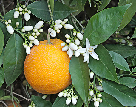 橙花
