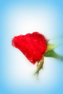 玫瑰花蕾