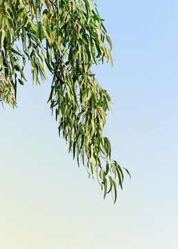 桉樹(shù)枝