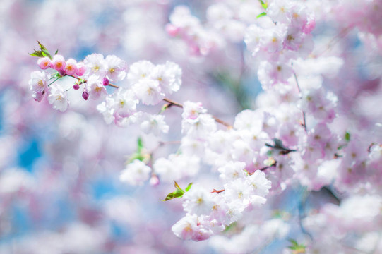 櫻花