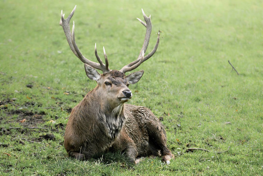 紅鹿（lat. Cervus elaphus）