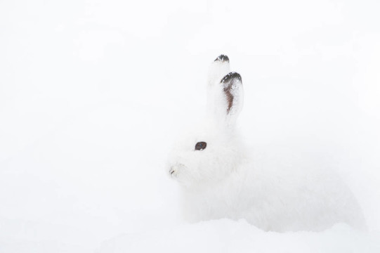 雪兔（北緯雪兔