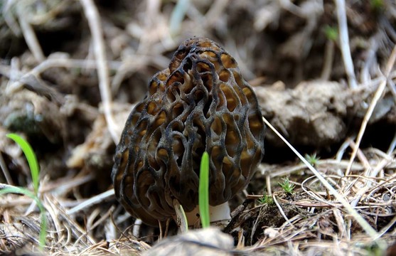將羊肚菌