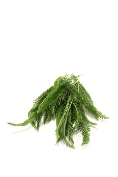 西洋蓍草