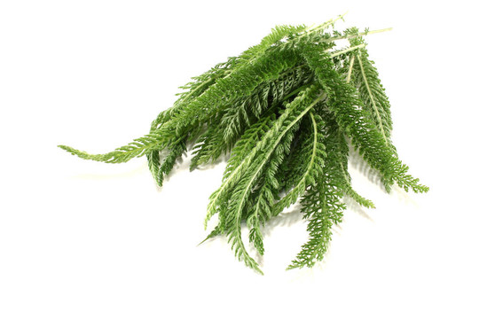 綠色歐蓍草