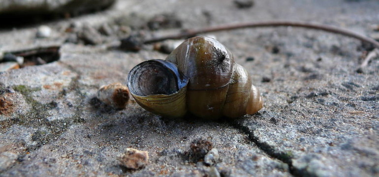 被遺棄的