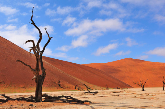 孤獨(dú)的樹(shù)骨架；Deadvlei；納米比亞