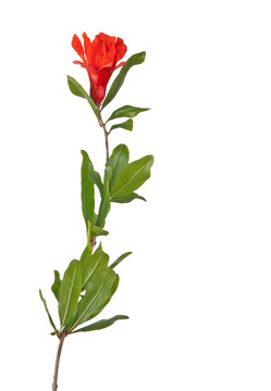 石榴花枝
