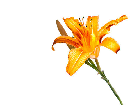 黃色的百合花