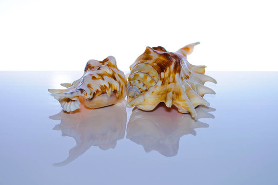 海洋珊瑚和貝殼