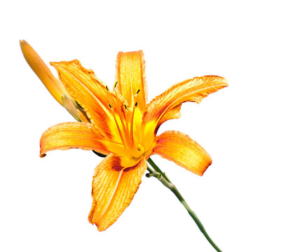 黃色的百合花