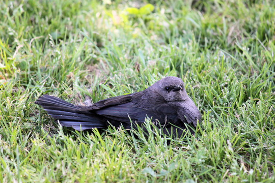 Quiscalus quiscula -黑羽椋鳥