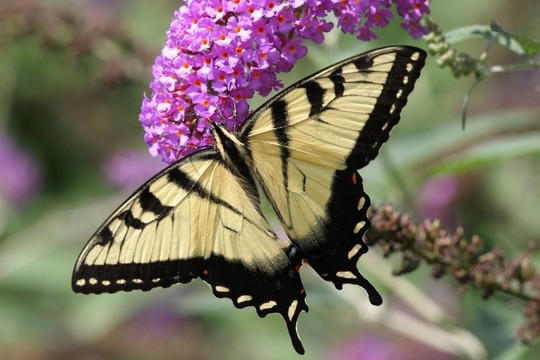 Tiger Swallowtail（鳳蝶glaucas）