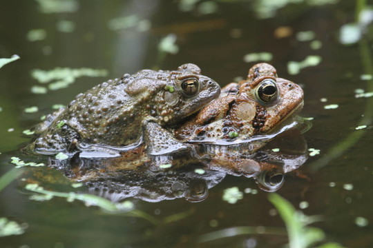 美國(guó)蟾蜍（Bufo americanus）交配