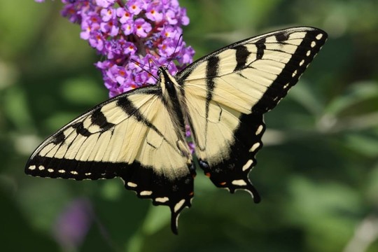 Tiger Swallowtail（鳳蝶glaucas）