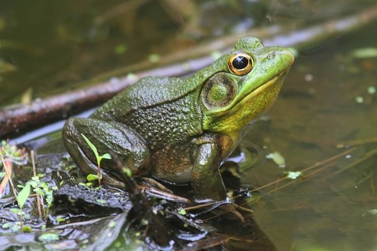 綠蛙（Rana clamitans）在一個池塘