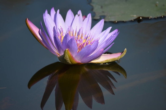 紫蓮花