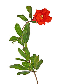 石榴花枝