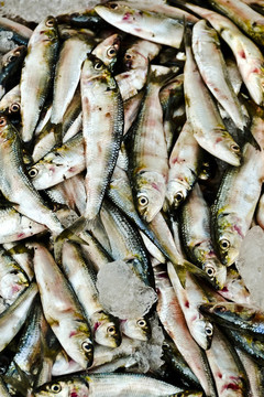 死魚