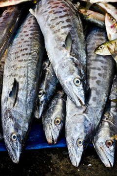 死魚