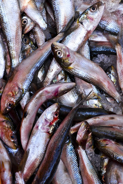 死魚