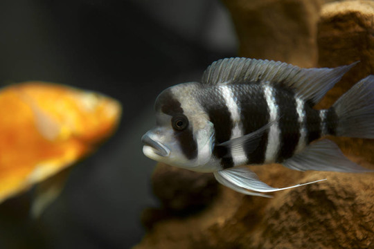 水族箱中帶條紋的魚