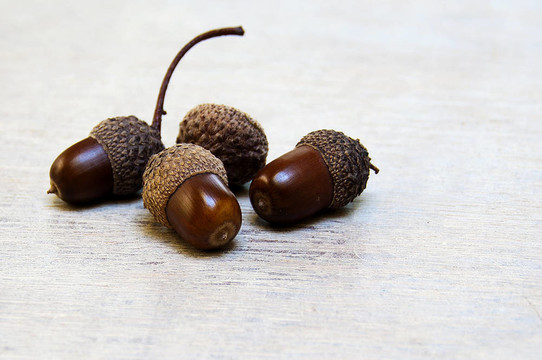 Acorn；Eikel