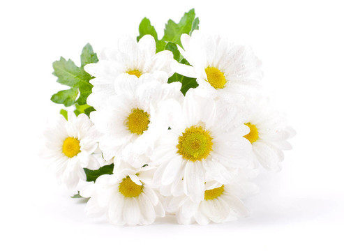 白色的花；場camomiles綠葉在白色背景