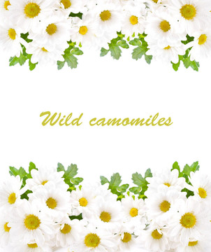 白色的花；場camomiles綠葉在白色背景