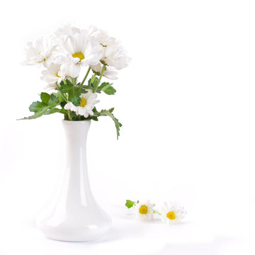 白色的花；在白色背景上的一場camomiles花瓶