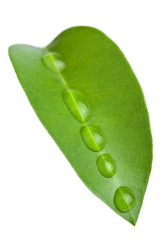 葉片與水滴分離