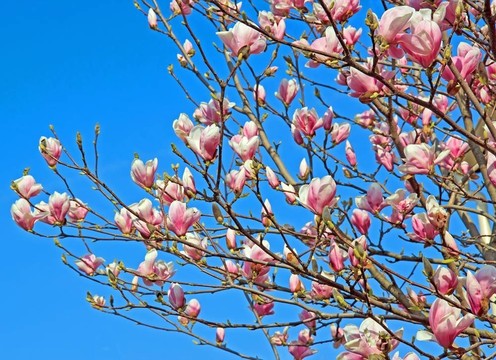 木蘭花釀