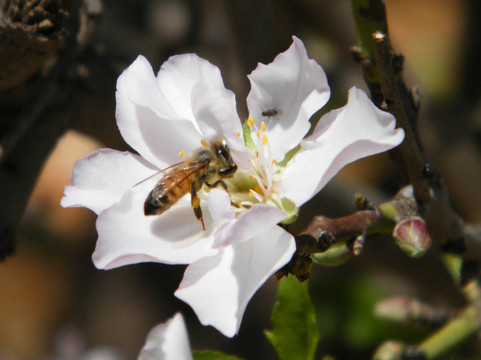 尼夫Monosson蜂