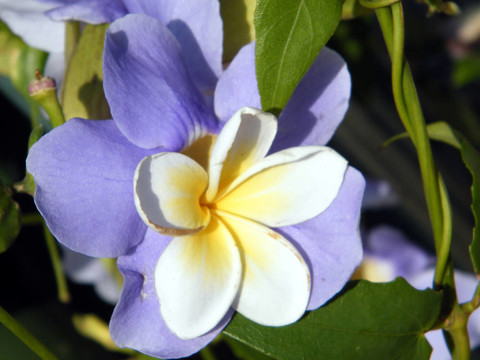 尼夫Monosson素馨花