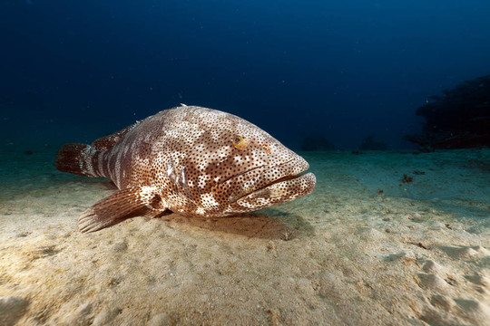 石斑鱼（石斑鱼ephinephelus）在红海。