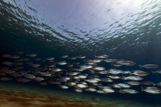 条纹的鱼（rastrelliger kanagurta）在红海。