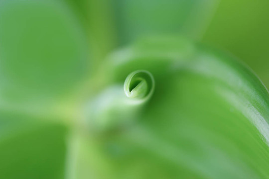 綠色的葉子