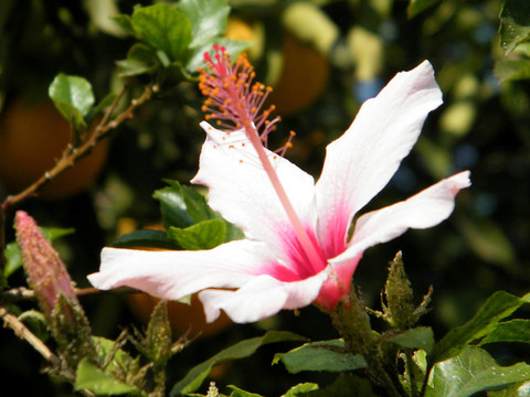尼夫Monosson芙蓉隔離2010