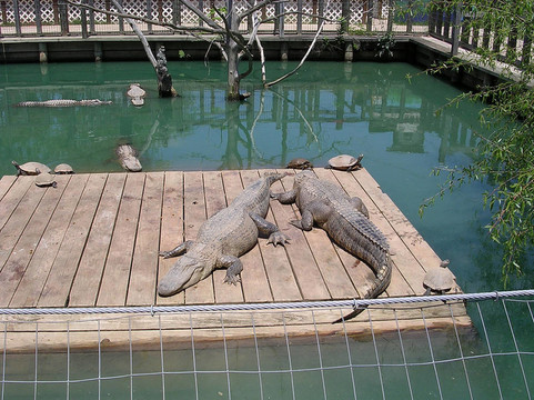 鱷魚公園里的鱷魚和夢(mèng)露2003
