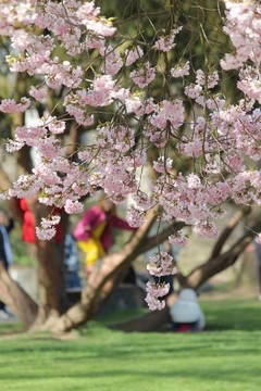 春天公園里的一天