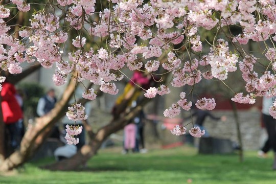 春天公園里的一天